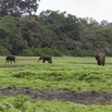 055 LOANGO Inyoungou Prairie avec Troupeau Elephants Loxodonta africana cyclotis 12E5K2IMG_79048wtmk.jpg